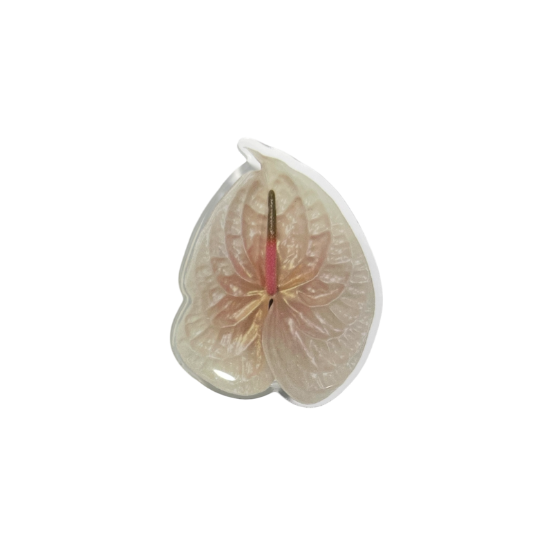 Pearl Anthurium